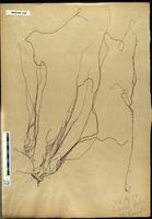 Gracilaria confervoides - ISMAR0160