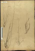 Gracilaria confervoides - ISMAR0165