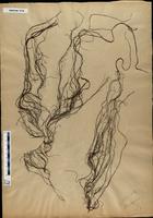Gracilaria confervoides - ISMAR0174