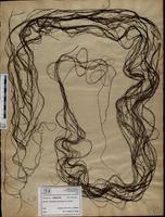 Gracilaria confervoides - ISMAR0198