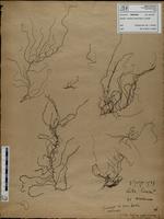 Gracilaria confervoides - ISMAR0205