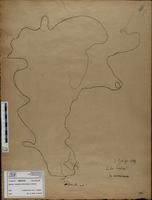 Gracilaria confervoides - ISMAR0206