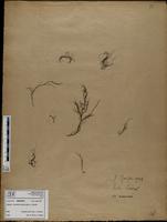 Gracilaria confervoides - ISMAR0207