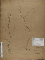 Gracilaria confervoides - ISMAR0209