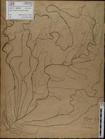 Gracilaria confervoides - ISMAR0210