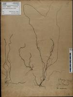 Gracilaria confervoides - ISMAR0211