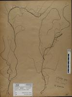 Gracilaria confervoides - ISMAR0212