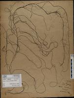 Gracilaria confervoides - ISMAR0215