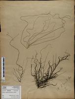 Gracilaria confervoides - ISMAR0229