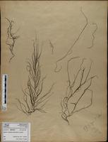 Gracilaria confervoides - ISMAR0231