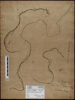 Gracilaria confervoides - ISMAR0238