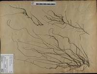 Gracilaria confervoides - ISMAR0243
