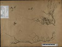 Gracilaria confervoides - ISMAR0248