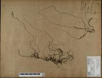 Gracilaria confervoides - ISMAR0249