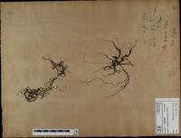 Gracilaria confervoides - ISMAR0253