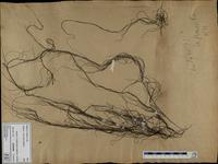 Gracilaria confervoides - ISMAR0259