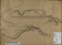 Gracilaria confervoides - ISMAR0261