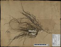 Gracilaria confervoides - ISMAR0262