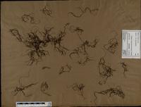 Gracilaria confervoides - ISMAR0270