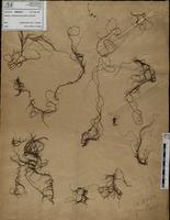 Gracilaria confervoides - ISMAR0271