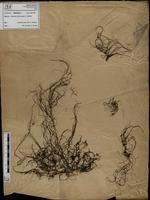 Gracilaria confervoides - ISMAR0272