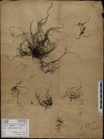 Gracilaria confervoides - ISMAR0273