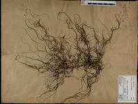 Gracilaria confervoides - ISMAR0274