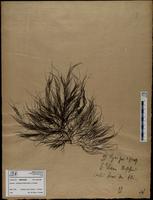 Gracilaria confervoides - ISMAR0288