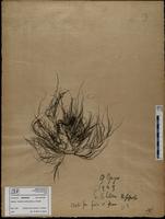 Gracilaria confervoides - ISMAR0289