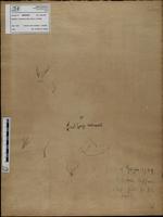 Gracilaria confervoides - ISMAR0291