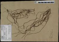 Gracilaria confervoides - ISMAR0297