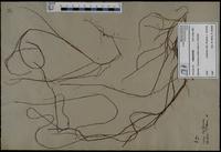 Gracilaria confervoides - ISMAR0298