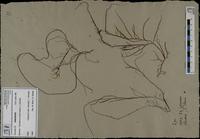 Gracilaria confervoides - ISMAR0300