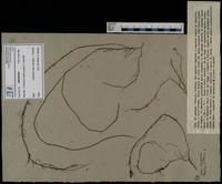 Gracilaria confervoides - ISMAR0305