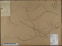 Gracilaria confervoides - ISMAR0306