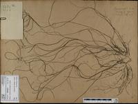Gracilaria confervoides - ISMAR0312