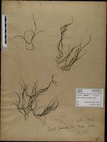 Gracilaria confervoides - ISMAR0317