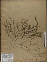 Gracilaria confervoides - ISMAR0320