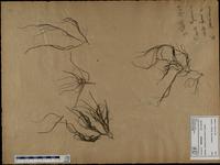 Gracilaria confervoides - ISMAR0328