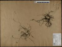 Gracilaria confervoides - ISMAR0329
