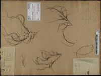 Gracilaria confervoides - ISMAR0338