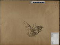 Gracilaria confervoides - ISMAR0347