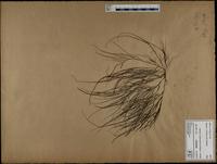 Gracilaria confervoides - ISMAR0349