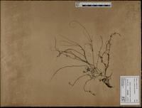 Gracilaria confervoides - ISMAR0352