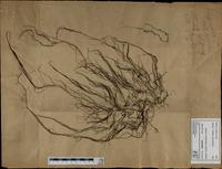 Gracilaria confervoides - ISMAR0354