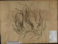 Gracilaria confervoides - ISMAR0356