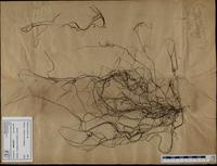 Gracilaria confervoides - ISMAR0357