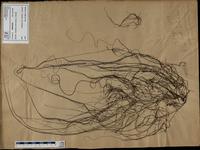 Gracilaria confervoides - ISMAR0364