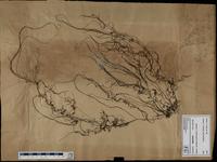 Gracilaria confervoides - ISMAR0365