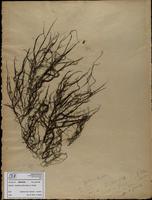 Gracilaria confervoides - ISMAR0368